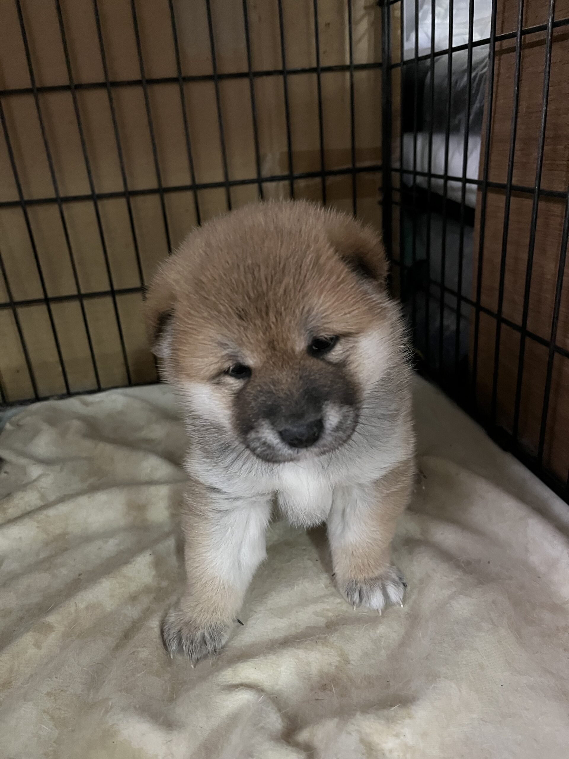 新しい家族が決まりました　メス　ハルカ号　